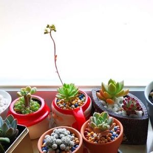 Olivia jade palette for @itscelzz